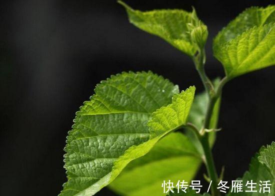 崩漏|霜桑叶治“盗汗”如神,疗“崩漏”如圣,全在一个“霜”字