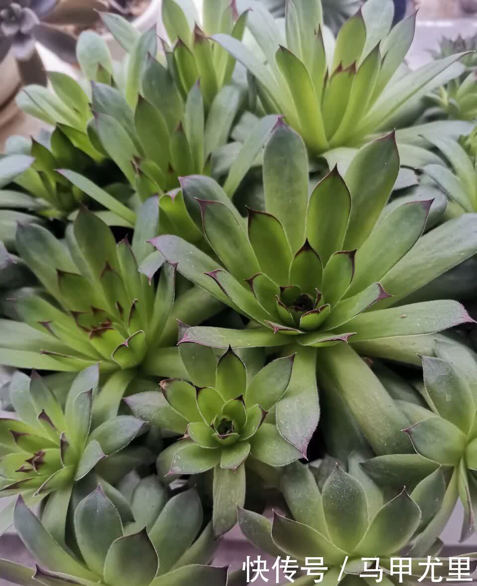 春天到了，观音莲这样养，小崽儿更多，长得更快更美