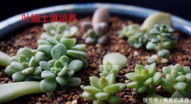 肉友|多肉叶插方式有几种?哪个成活率高?叶插时,需要注意什么?