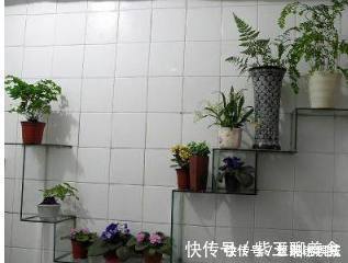 种花|这6种花超耐阴，放在卫生间养，不仅能消除异味还能净化空气！