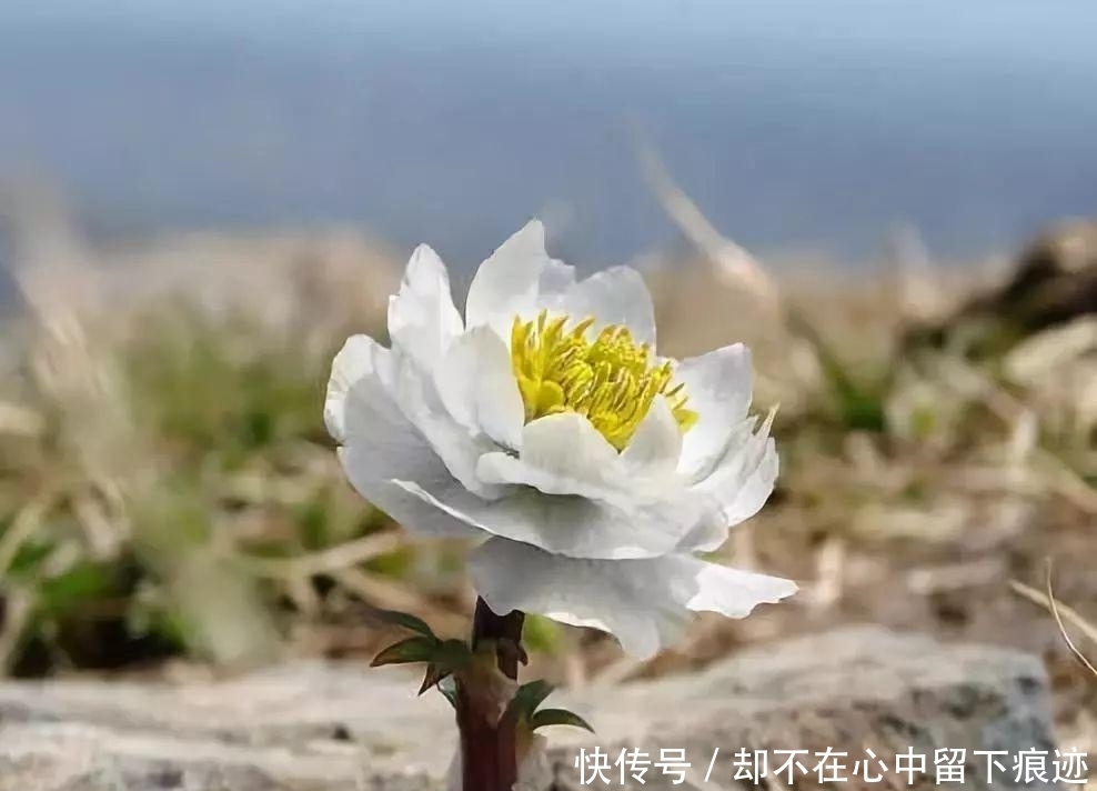 这花不能挖,是保护植物!盘点野外保护植物