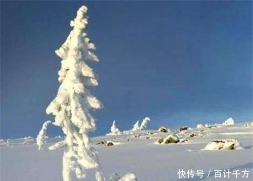 现世|世界最长寿的树在瑞典现世,活了9500年,仍在生长,全球仅此一棵