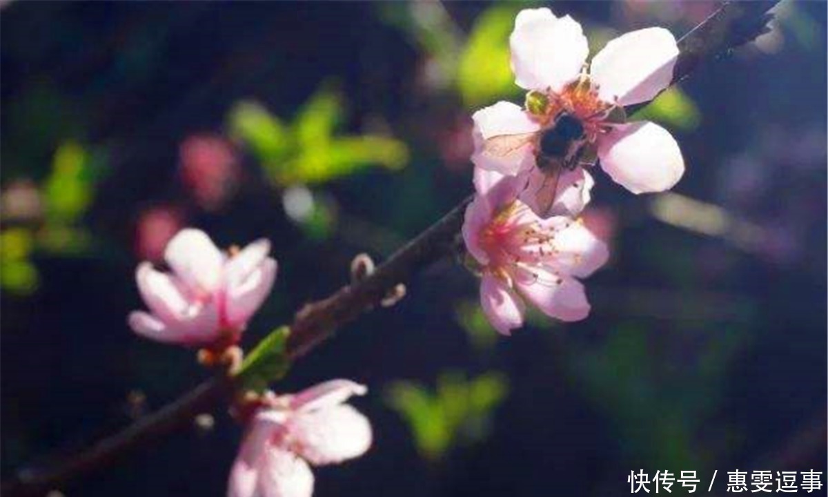 千古名句|南唐词人冯延巳这首词系南唐全盛时作,起首就是千古名句