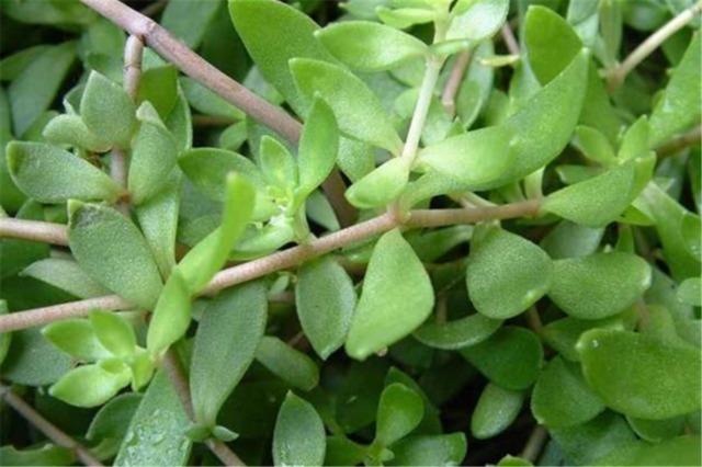 慢性肝炎|农村路边这种不起眼的野菜,可以清热解毒,还是肝脏的保护伞!