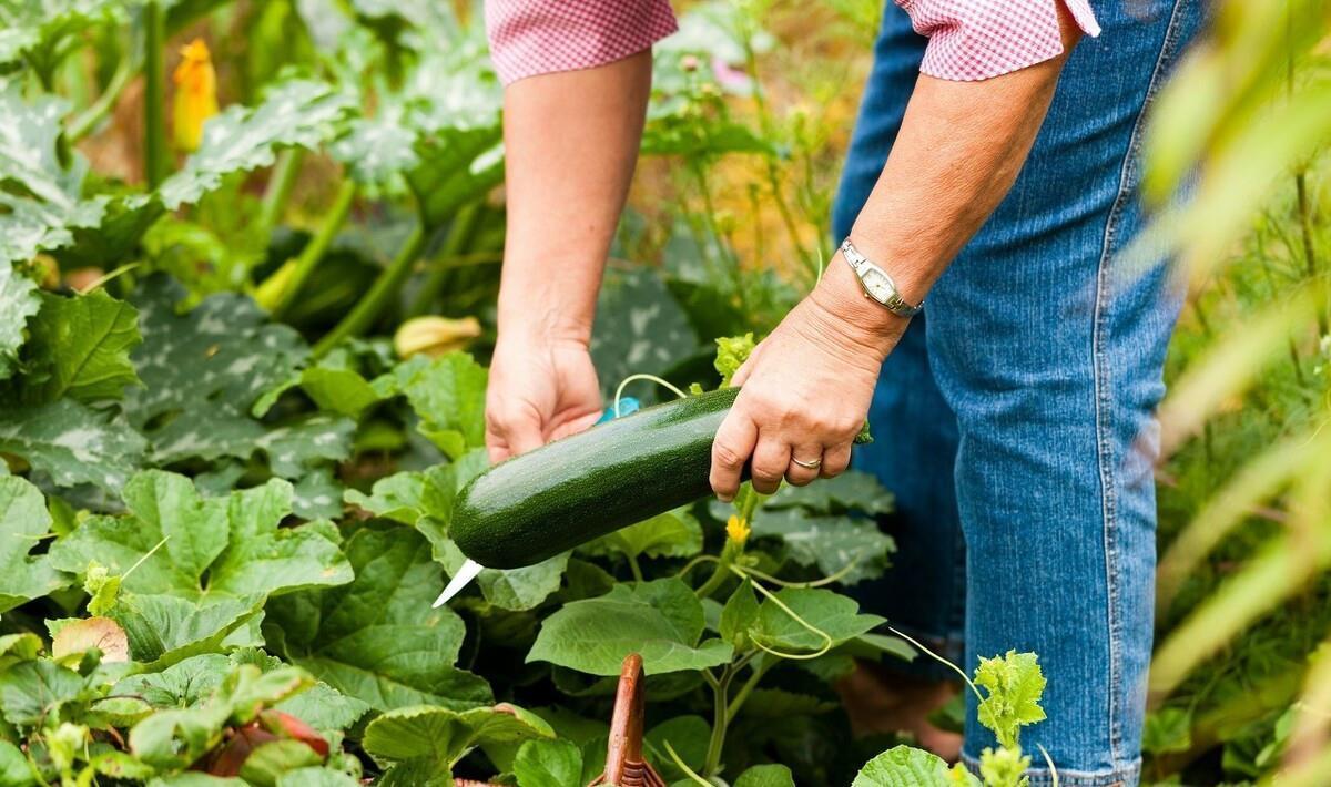 炒菜前必须要焯水的3种蔬菜,千万别嫌焯水麻烦,当心有害于健康