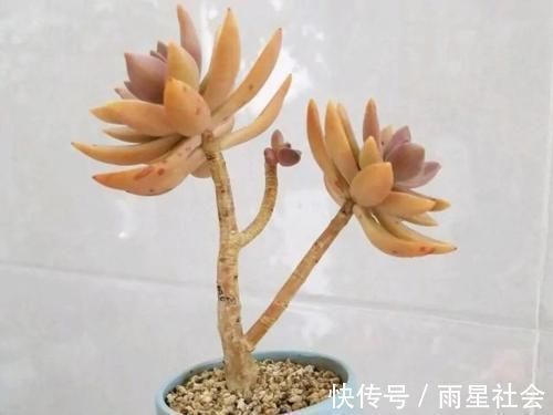 叶片|养多肉3年顺风顺水,多亏选了这6种大普货,现在全是大老桩