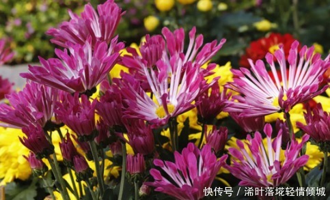 ”3种“生活垃圾不要扔,拿来养花,比花肥效果好,不花一分钱