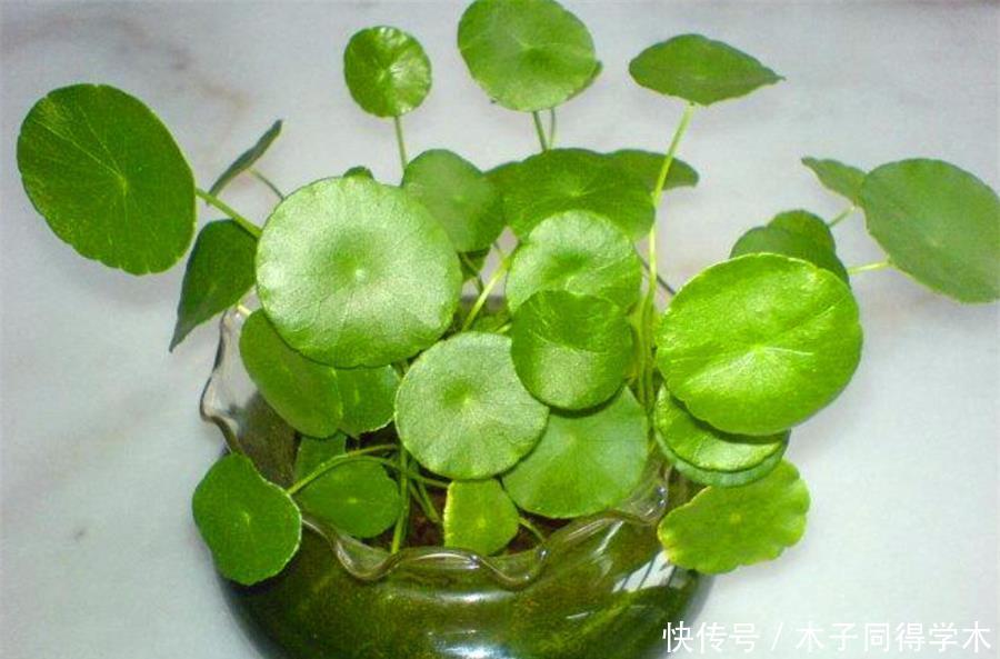 夏天|夏天铜钱草有“3怕”,难怪叶子发软没光泽,学会了碧绿光亮