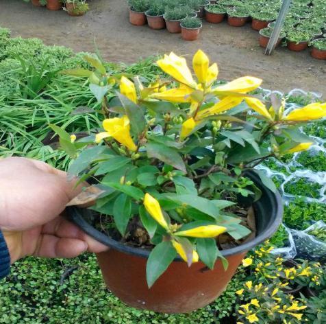 室内养了“2种花”，可谓是毒上加毒，是健康克星，别忽视