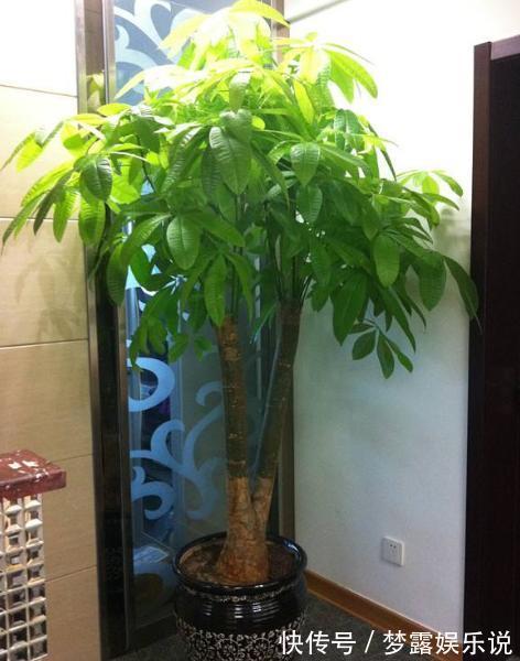 干旱|家里养6种花,把水浇得勤快了,容易烂根、黄叶,需要当心