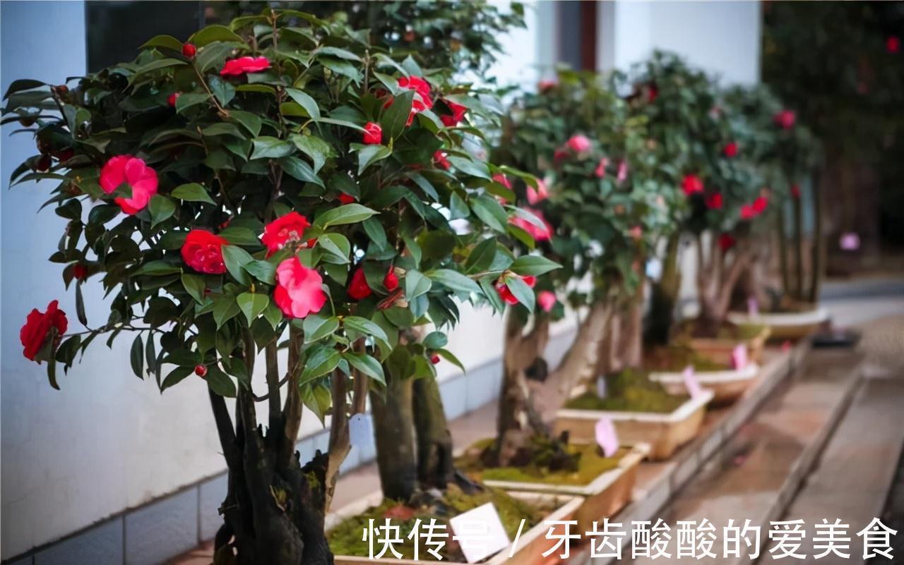 老桩|五种“大老桩”却要小盆养,用对盆,少管多晒更利于生长