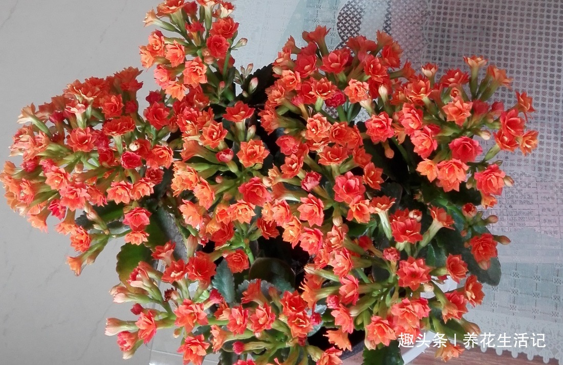 长寿花“花期”过后，需要及时这么做，来年开花旺盛艳丽！