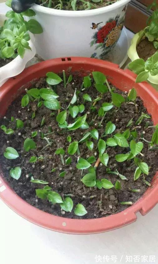 垃圾箱|垃圾箱常见的“3种花”，赶紧捡回家，剪一剪，来年美得不像话