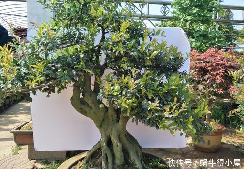 2种名贵的盆景树,观赏性高价值不菲,能养的家庭不一般