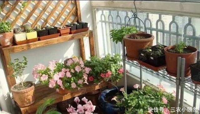 此种“小东西”自带酸性,肥力大,花盆里撒一把,治虫、不黄叶!