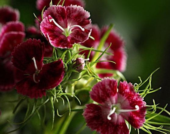 阳台养花,就养这“3宝”,花朵一开上百朵,蹭蹭变成“红花园”