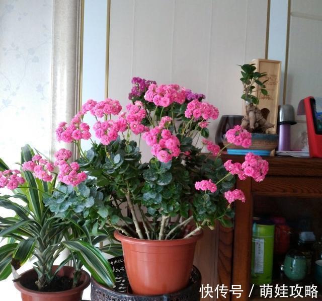 聪明人都在养的五种花,花期长、寓意好,花开一簇簇,好看极了!