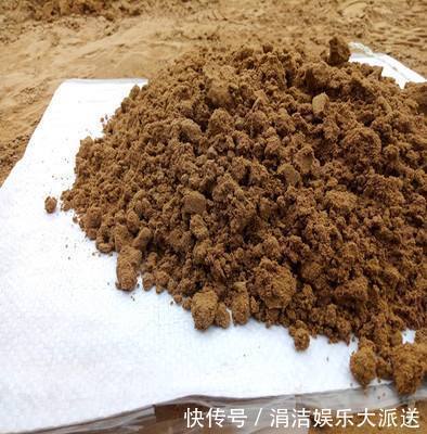 自制1种“混合土”,君子兰、绿萝最喜欢,1分钱不花,根旺叶绿