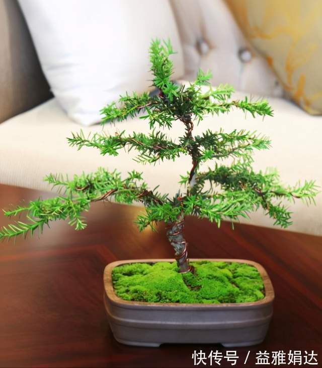 客厅|6种植物摆放在客厅,不仅好看、寓意好,还可以“鼓舞”人心