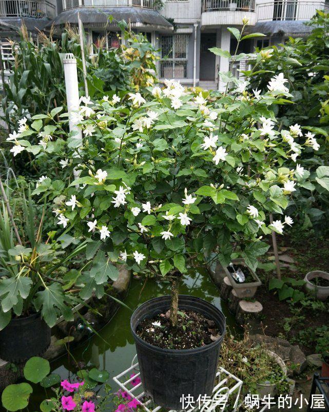 5种“漂亮花”,10月不要“乱浇水”,浇的越狠,死得越快