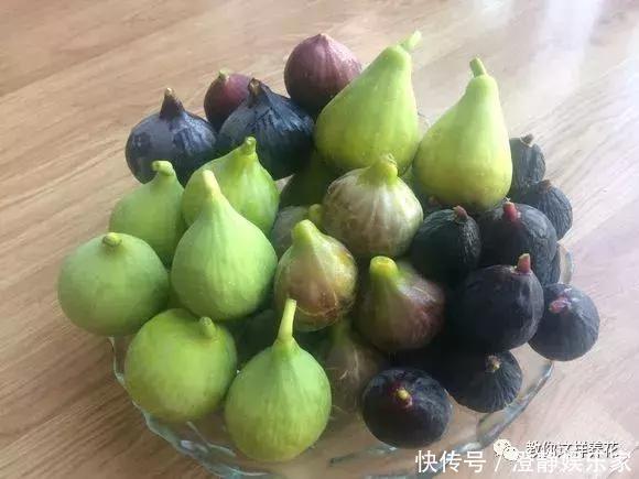 枝条|1个塑料瓶套在无花果枝条上,10天就生根,当年就结50多颗果