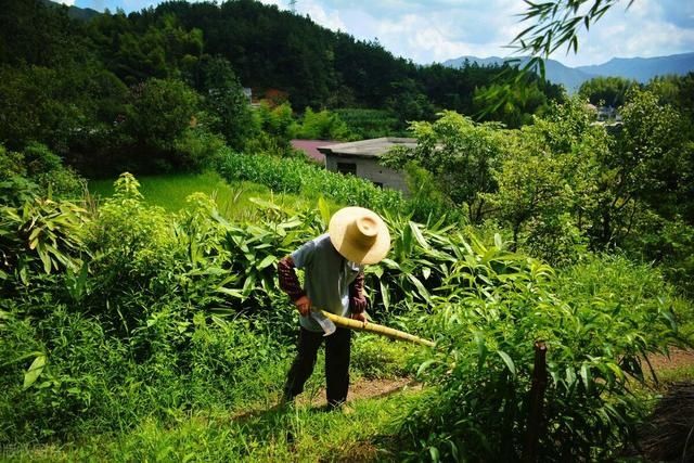 農(nóng)村3種常見(jiàn)的野草，如今被搬上餐桌，成為了餐桌上的美食