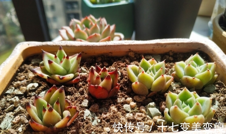 养多肉要注意的,多肉养护方法介绍