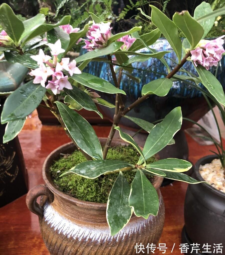 5种花,被称为冬天的“开花机器”,现在养一盆,过年正好赏花