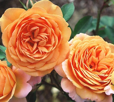 喜欢月季养盆“它”,花香胜玫瑰,四季反复开花,家养一盆值得