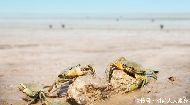 在三门“舞爪横行”的青蟹,到了最好吃的时候啦