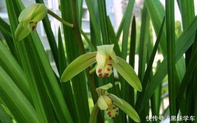 重点|喜欢兰花就养建兰,重点只有2个,越养越上瘾,花朵艳丽满屋飘香!