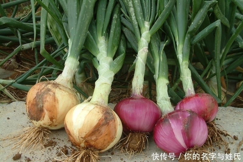 脑血栓|常吃洋葱的人,身体不会差,但切忌与一物同食,却有很多人不清楚