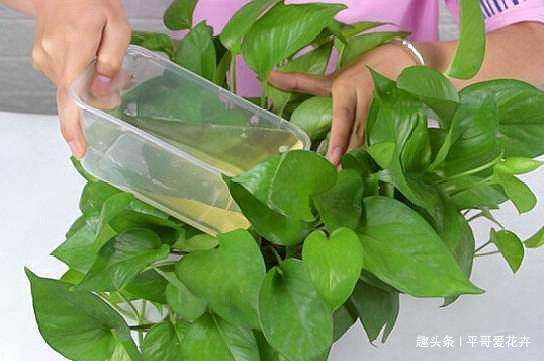绿萝黄叶怎么办及时用上“1种水”,叶片油绿有光泽,真管用