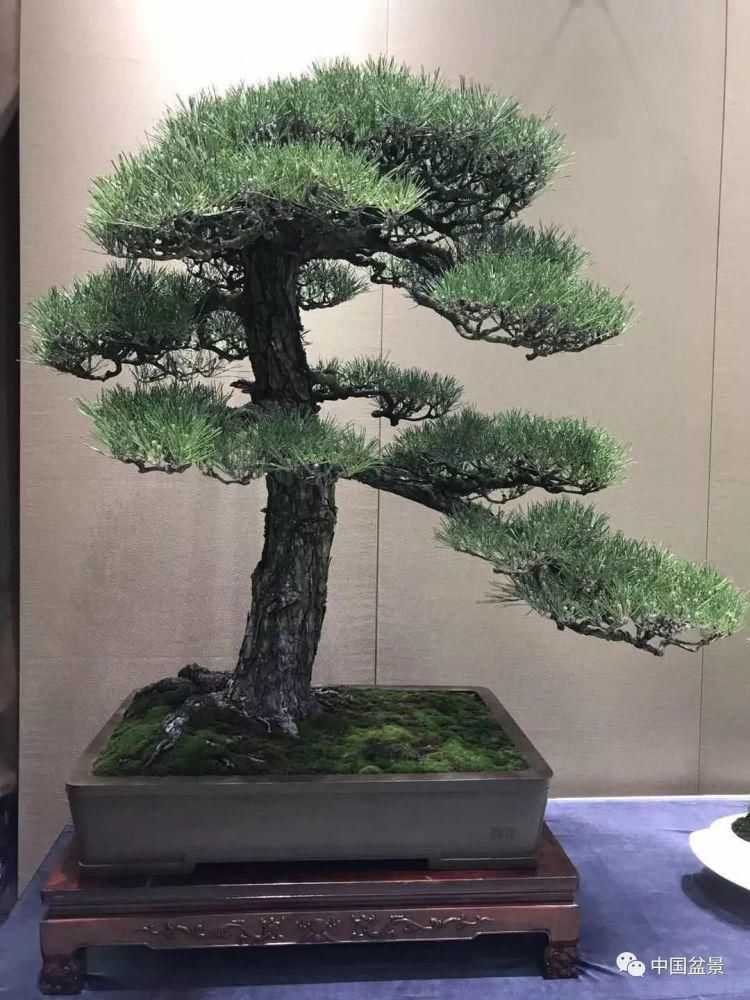 赏玩盆景，一定要是有德之人