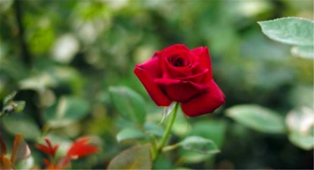 玫瑰和月季怎么区分最简单的方法是什么