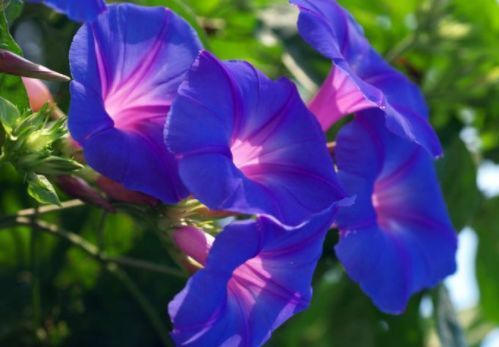 春天养这几款花,枝条插土就生根,不用费心打理,花开繁盛惹人爱