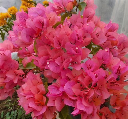 冬天|冬天养三角梅,3点做到位,年年开花,不愁没花赏