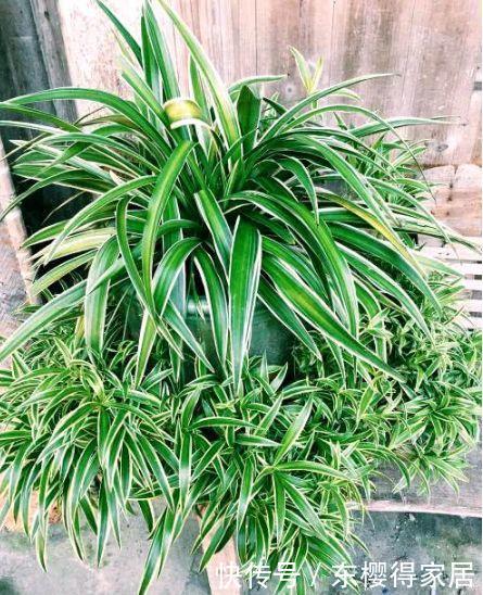 4种花便宜又好养,10元2盆,家里变花海,花色漂亮