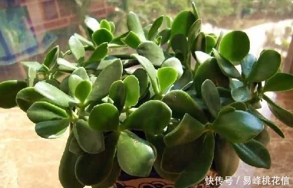 养花需要注意的,这几种花卉是不需要经常浇水的,不然会害死它!