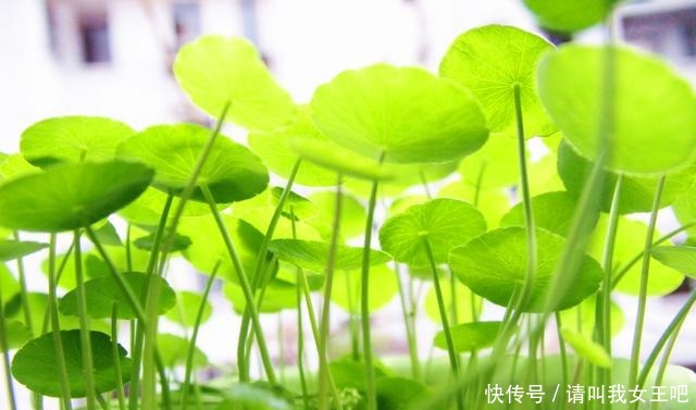 养这4种花，春天一定要“理发”，才会越长越旺，看看你家有吗！