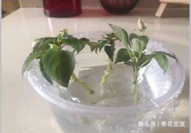 修剪|朋友的凤仙花要修剪,剪的枝条浸泡水里生根,很快养成健壮植物