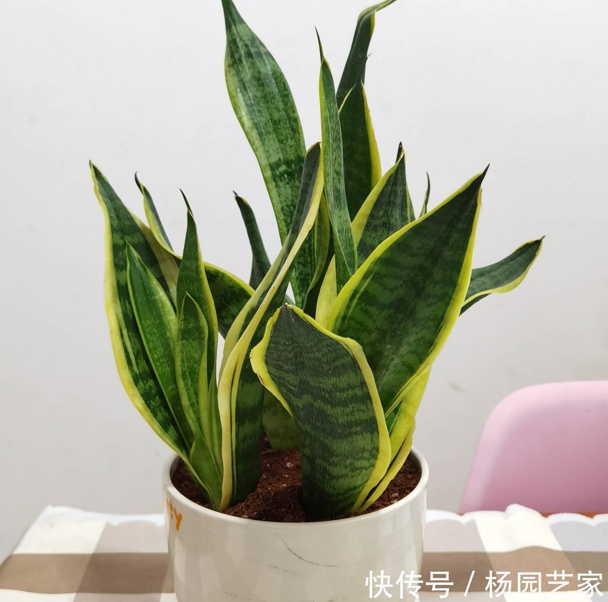 可以养卫生间的3种花,叶油绿花漂亮,吸湿气去异味,长势好