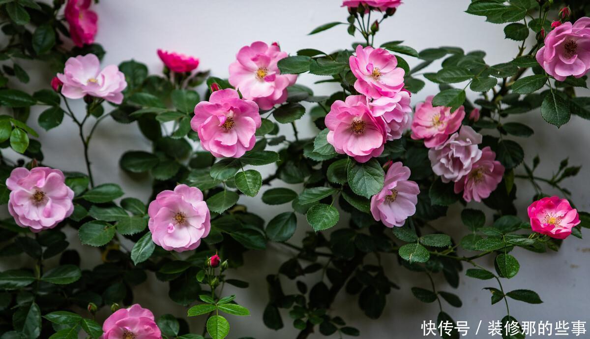 想要打造“高级”花园,春天种上“4种花”,颜值高,爱开花