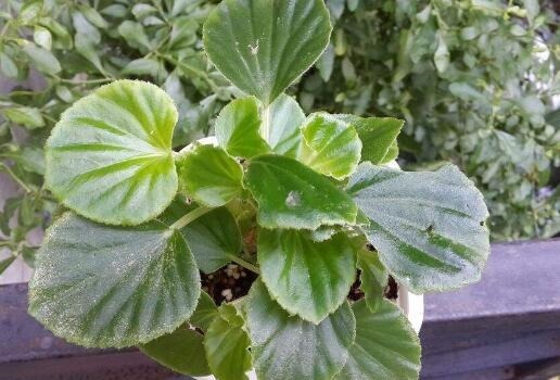 养四季海棠,可水插也可土插,2周长根,3个月长一大盆,不停开花