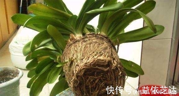 根部|养了10年的君子兰打翻，看清它根部后，还敢养这些植物吗？