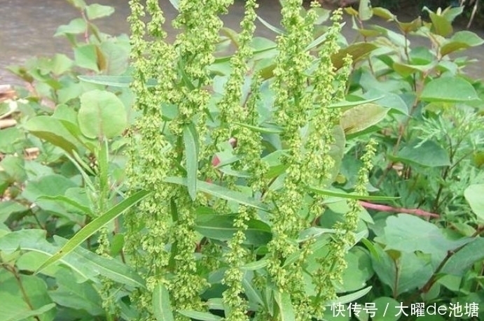 农村|农村一种比醋都酸的野草,人称“山大王”,是好药材见着得珍惜
