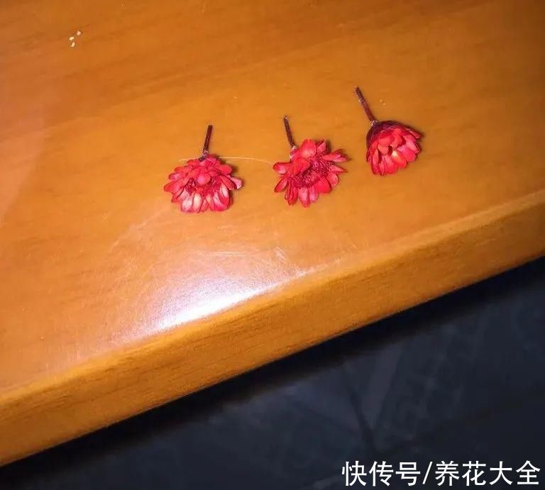 鹤望兰|腊月买花，8种花白送都别要，养不活，还惹一肚子气