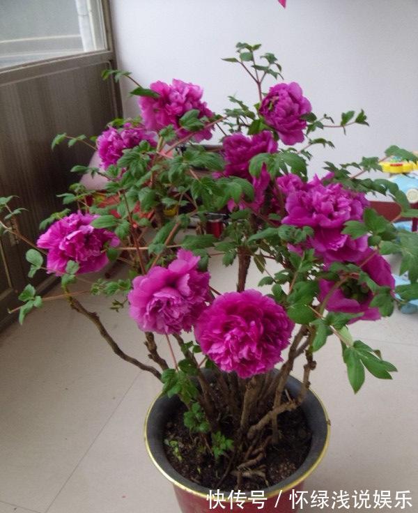 十大旺财花越老越值钱，建议养一盆，越养越富贵