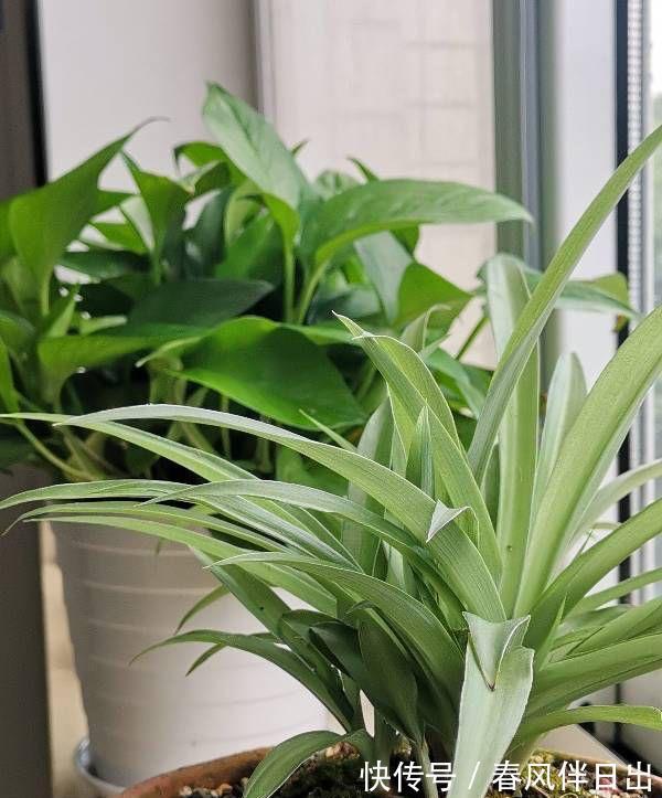 叶子|夏天里,这5种花需要勤浇水,叶子更鲜绿,长势更茂盛