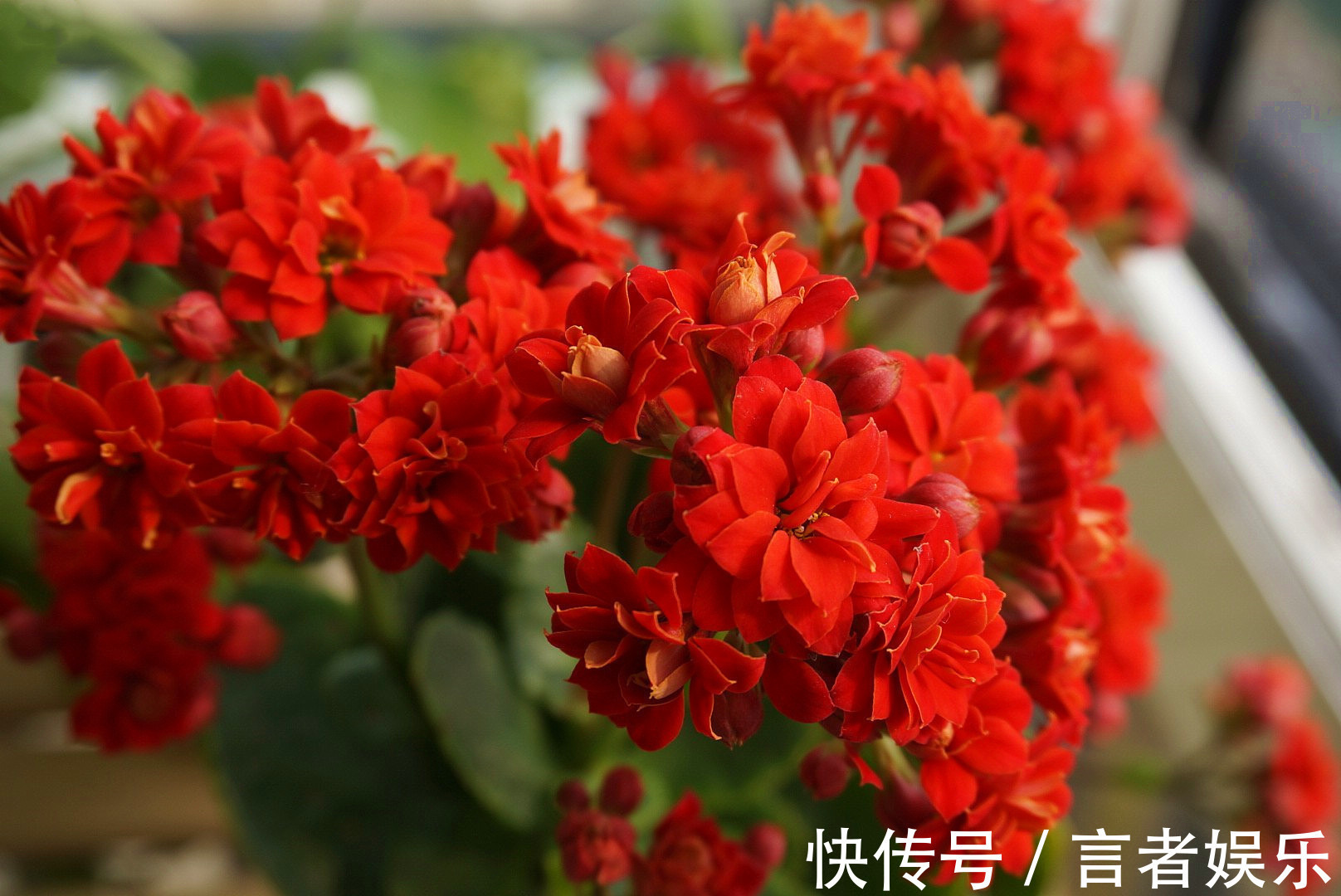 电视机|养长寿花,这三个位置就是“死亡之地”,放一盆死一盆